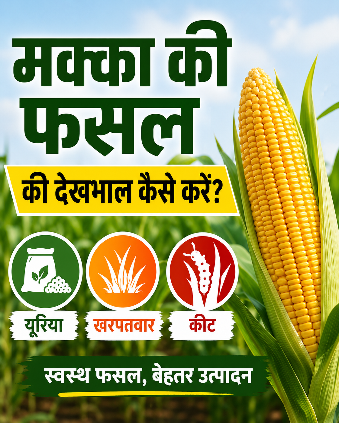 मक्का की फसल की देखभाल कैसे करें? यूरिया, खरपतवार और कीटों से ऐसे बचाएं फसल Makka Ki Fasal Ki Dekhbhal Kaise Kare