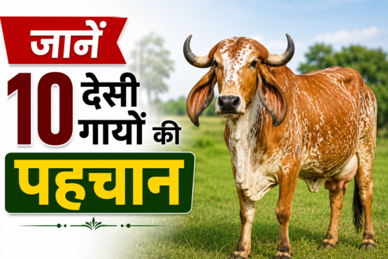 Desi Gaiyon Ki Pehchan Kaise Kare