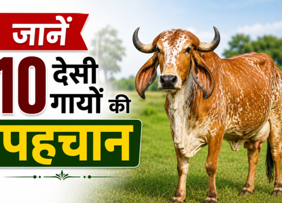 Desi Gaiyon Ki Pehchan Kaise Kare