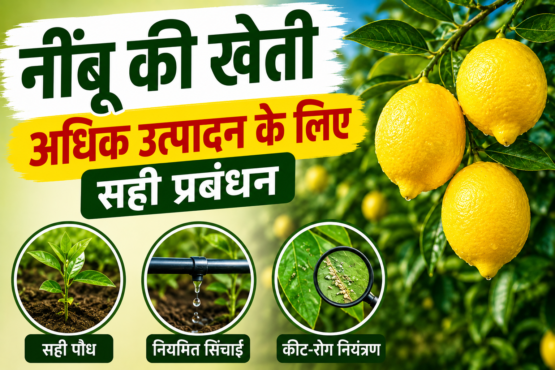 Nimbu Ki Kheti kese kre?