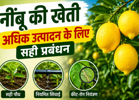 Nimbu Ki Kheti kese kre?