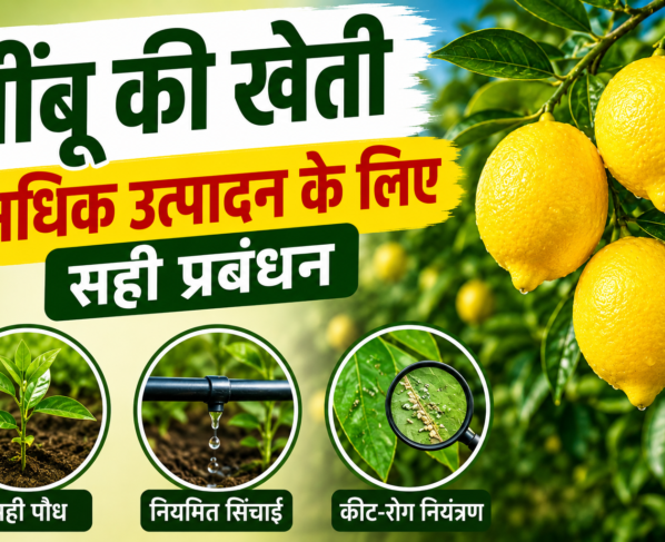 Nimbu Ki Kheti kese kre?