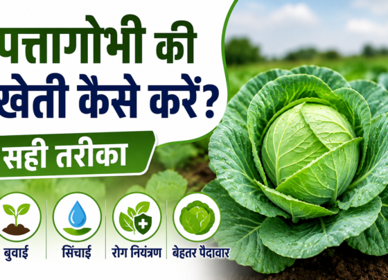 Patta Gobhi Ki Kheti Kaise Karein
