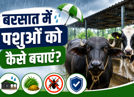 Barsaat Mein Pashuon Ko Kaise Bachayen