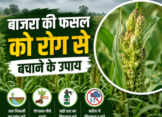 Bajra Ki Fasal Ko Rog Se Bachane Ke Upay