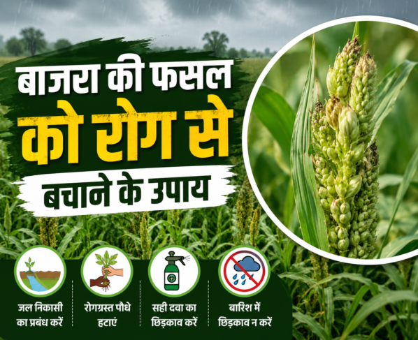 Bajra Ki Fasal Ko Rog Se Bachane Ke Upay