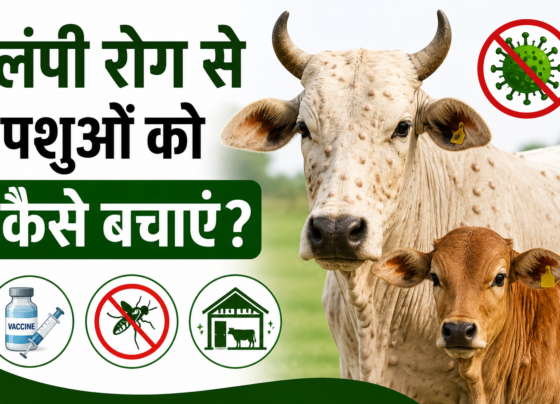 Lumpy Rog Se Pashuon Ko Kaise Bachayein
