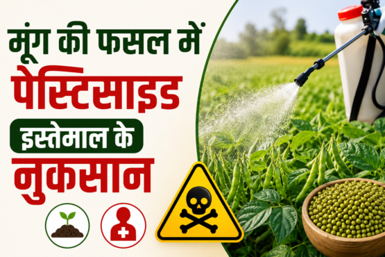 Moong Ki Fasal Mein Pesticide Istemal Karne Ke Nuksan