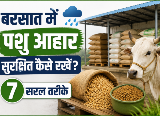 Barsaat Me Pashu Aahar Ko Surakshit Kaise Rakhen?