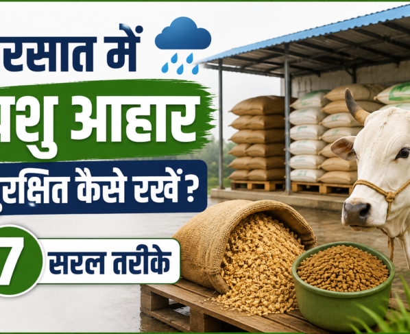Barsaat Me Pashu Aahar Ko Surakshit Kaise Rakhen?
