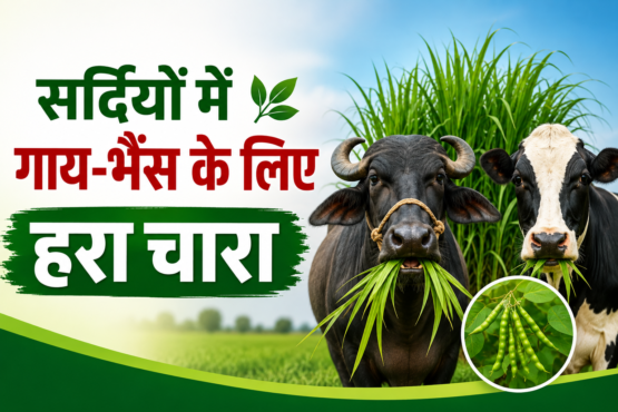 Sardiyon Mein Gaay-Bhains Ke Liye Hara Chara