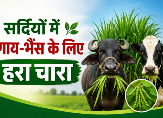 Sardiyon Mein Gaay-Bhains Ke Liye Hara Chara