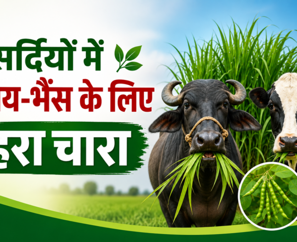 Sardiyon Mein Gaay-Bhains Ke Liye Hara Chara