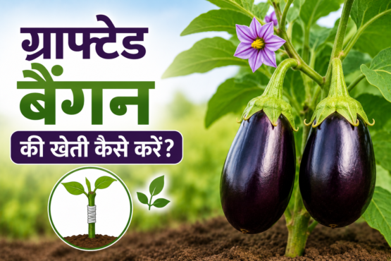 Grafted Baingan Ki Kheti Kaise Karein