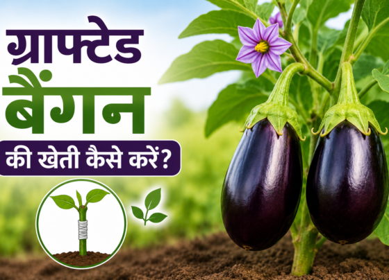 Grafted Baingan Ki Kheti Kaise Karein
