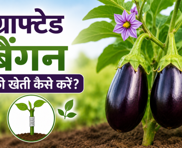Grafted Baingan Ki Kheti Kaise Karein