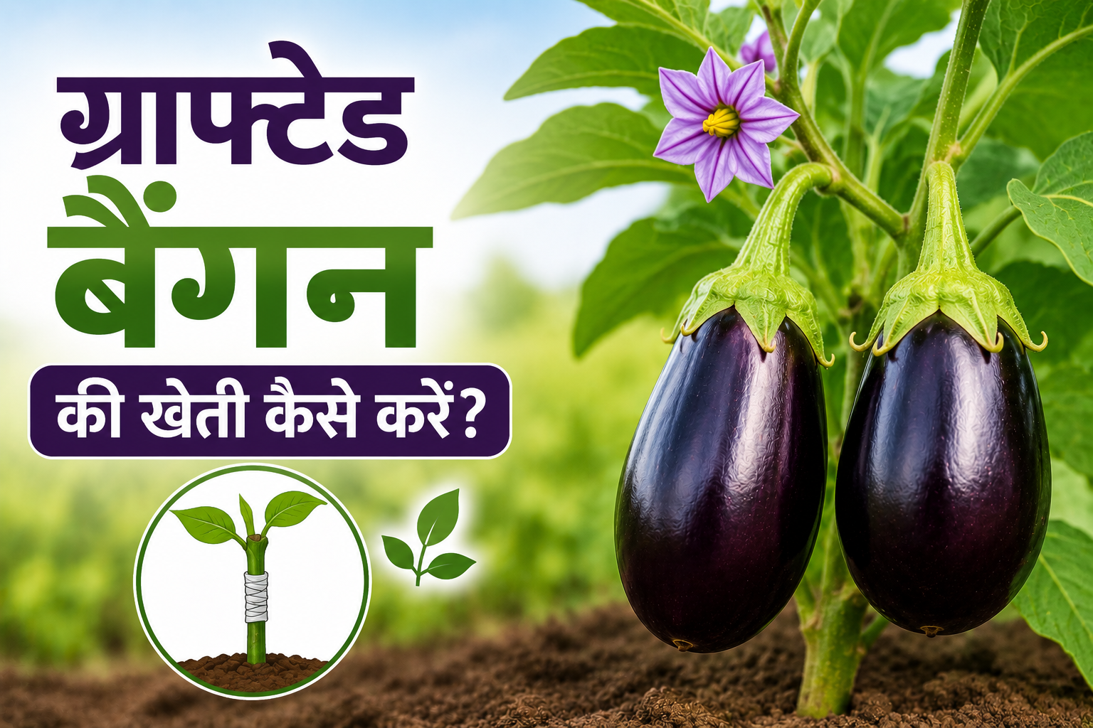 ग्राफ्टेड बैंगन की खेती कैसे करें? कम लागत में बेहतर उत्पादन और मुनाफे का तरीका Grafted Baingan Ki Kheti Kaise Karein