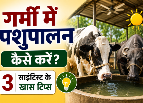 Garmi Mein Pashupalan Kaise Karein?