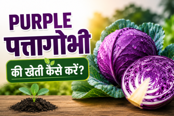 Purple Pattagobhi Ki Kheti Kaise Kare