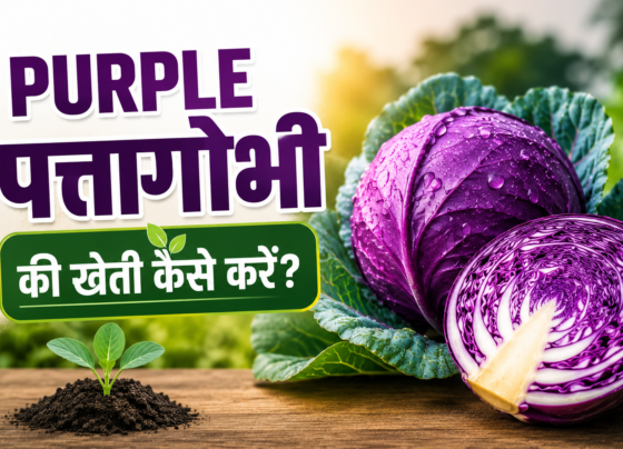 Purple Pattagobhi Ki Kheti Kaise Kare
