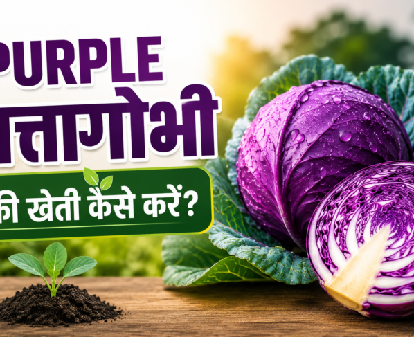 Purple Pattagobhi Ki Kheti Kaise Kare
