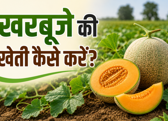 Kharbuze Ki Kheti Kaise Kare?