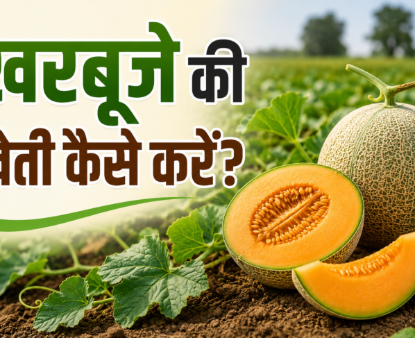 Kharbuze Ki Kheti Kaise Kare?