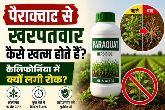 Paraquat Se Kharpatwar Kaise Khatam Hote Hain?