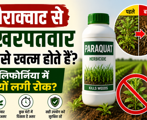 Paraquat Se Kharpatwar Kaise Khatam Hote Hain?