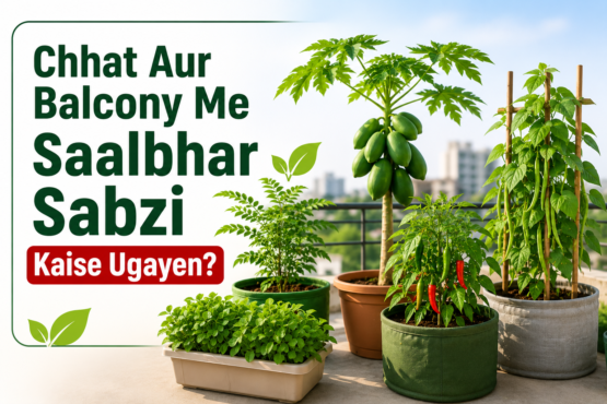 Chhat Aur Balcony Me Saalbhar Sabzi Kaise Ugayen?