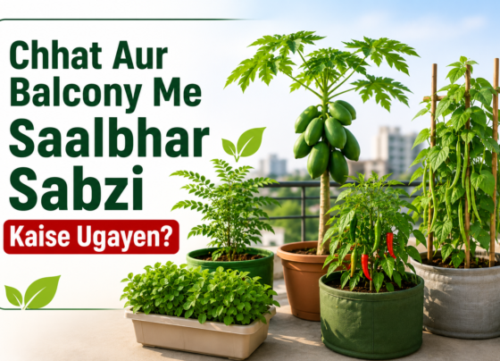 Chhat Aur Balcony Me Saalbhar Sabzi Kaise Ugayen?