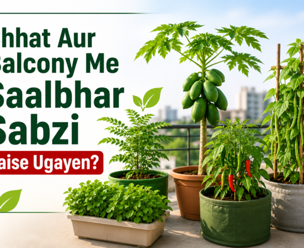 Chhat Aur Balcony Me Saalbhar Sabzi Kaise Ugayen?