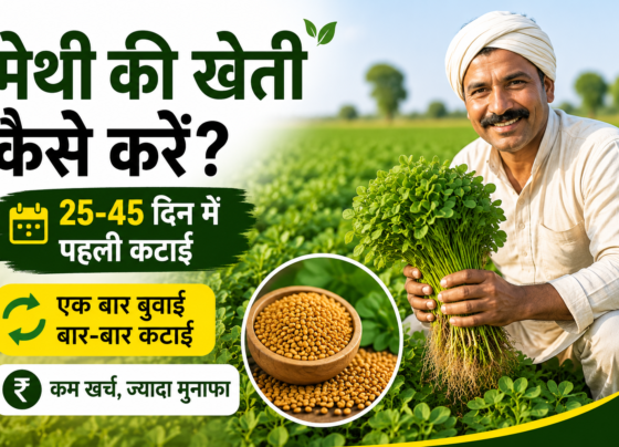 Methi Ki Kheti Kaise Karein