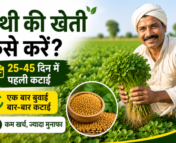 Methi Ki Kheti Kaise Karein
