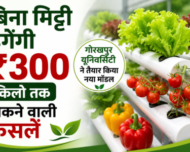 Hydroponic Farming Kaise Karein