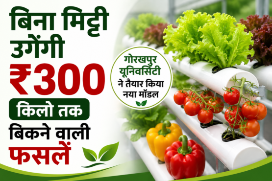 Hydroponic Farming Kaise Karein