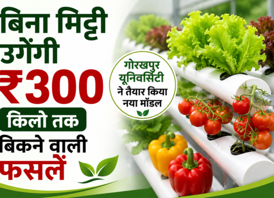 Hydroponic Farming Kaise Karein