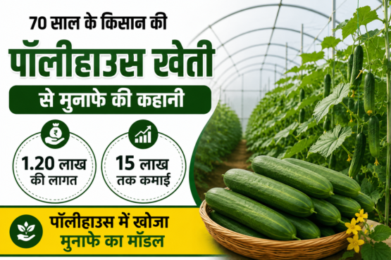 Success Story of Polyhouse Farming Sonaram Yadav