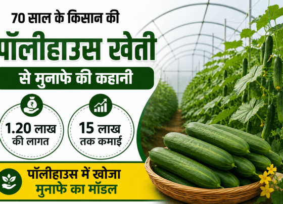 Success Story of Polyhouse Farming Sonaram Yadav