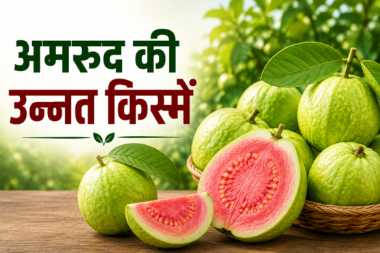 Amrood Ki Unnat Kismein