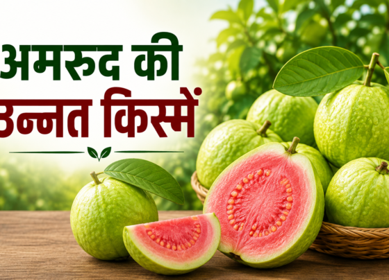 Amrood Ki Unnat Kismein