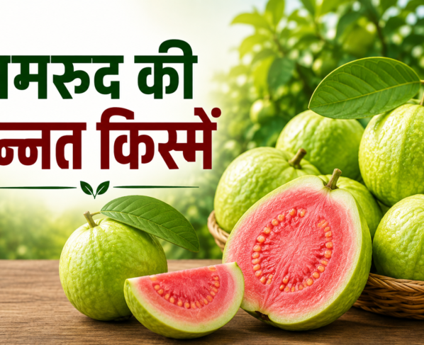 Amrood Ki Unnat Kismein