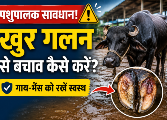Khur Galan Se Bachav Kaise Kare