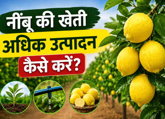 Nimbu Ki Kheti Se Adhik Utpadan Kaise Kare?