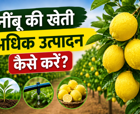 Nimbu Ki Kheti Se Adhik Utpadan Kaise Kare?