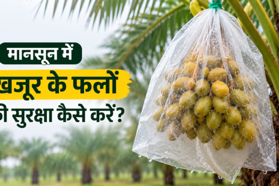 Monsoon Mein Khajur Ke Phalon Ki Suraksha Kaise Kare