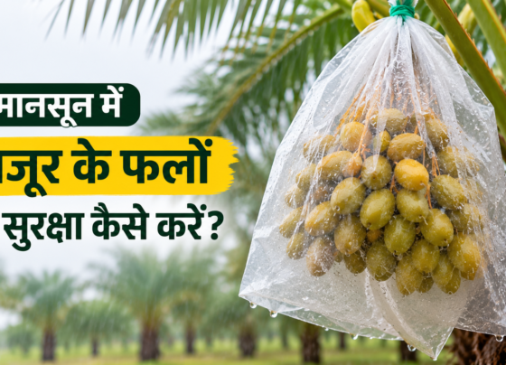 Monsoon Mein Khajur Ke Phalon Ki Suraksha Kaise Kare