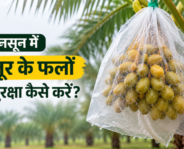Monsoon Mein Khajur Ke Phalon Ki Suraksha Kaise Kare