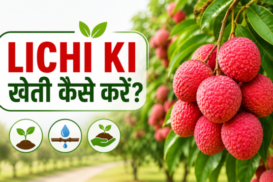 Lichi Ki Kheti Kaise Kare?