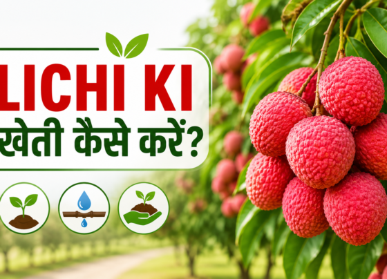Lichi Ki Kheti Kaise Kare?